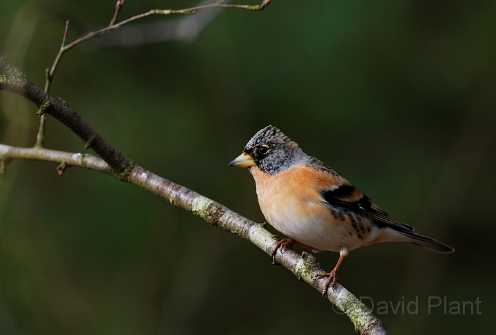 Brambling male - B.jpg - Brambling, male - Forest of Dean